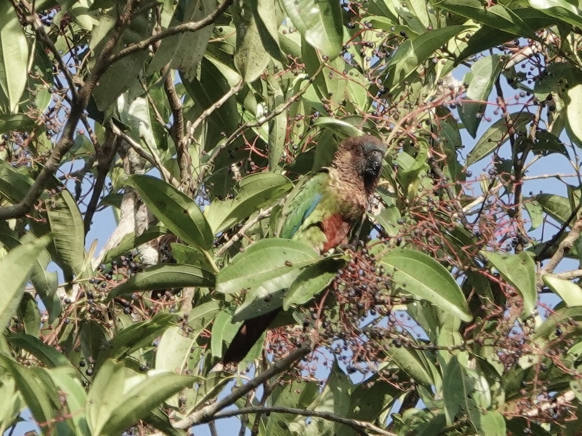 brunhetteparakitt - ML646344785