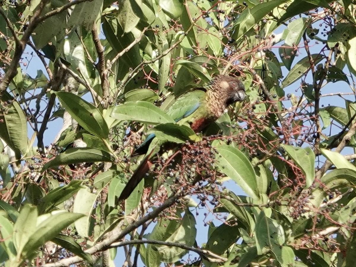 brunhetteparakitt - ML646344786