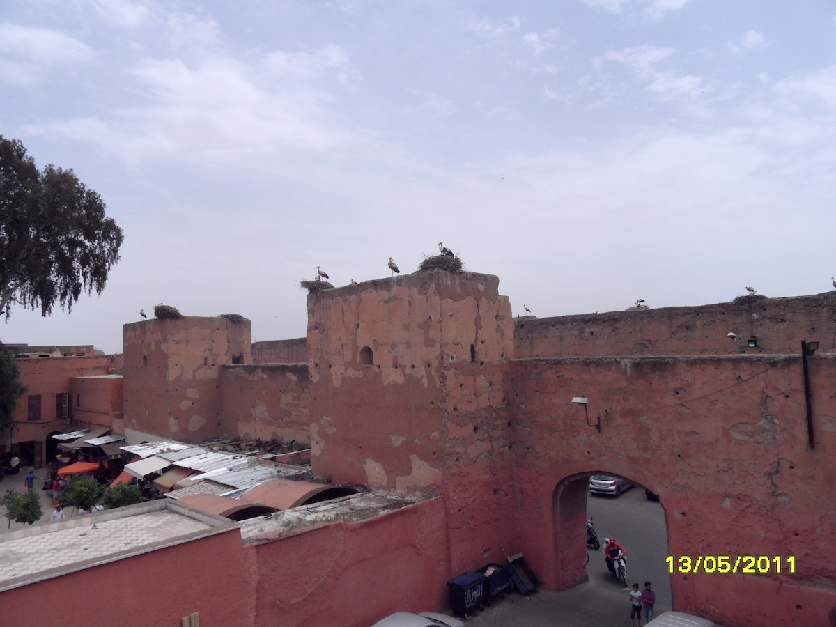 White Stork - ML646344789