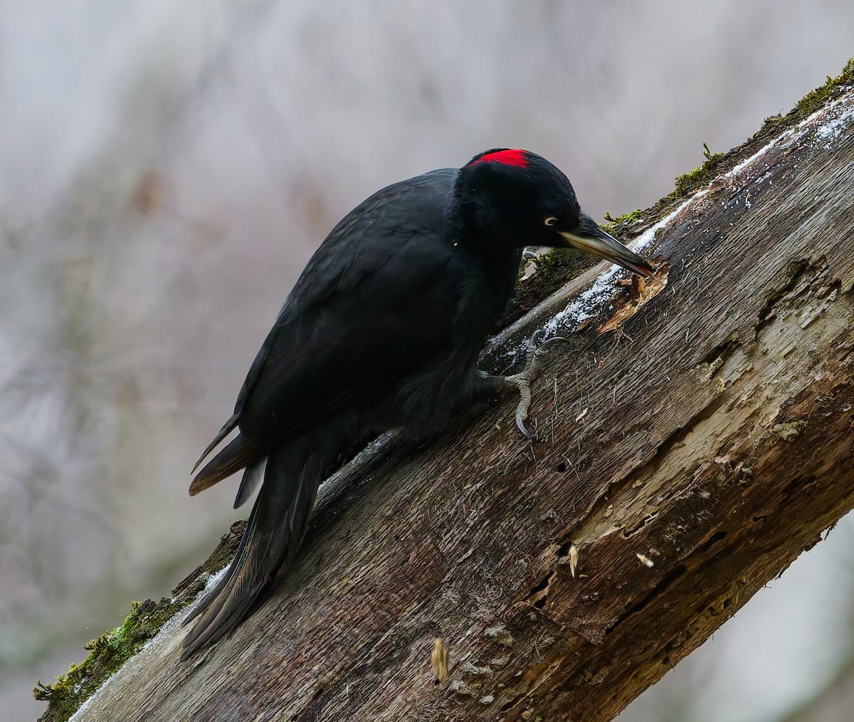 Black Woodpecker - ML646344800