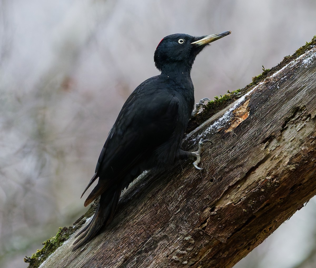 Black Woodpecker - ML646344803