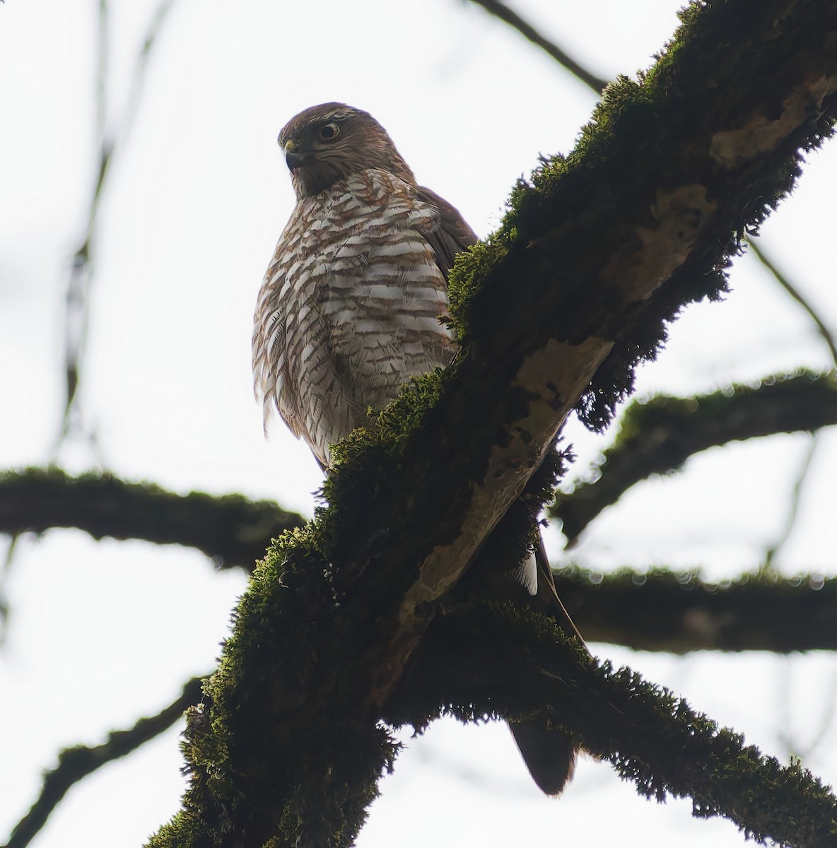 北雀鷹 - ML646344804