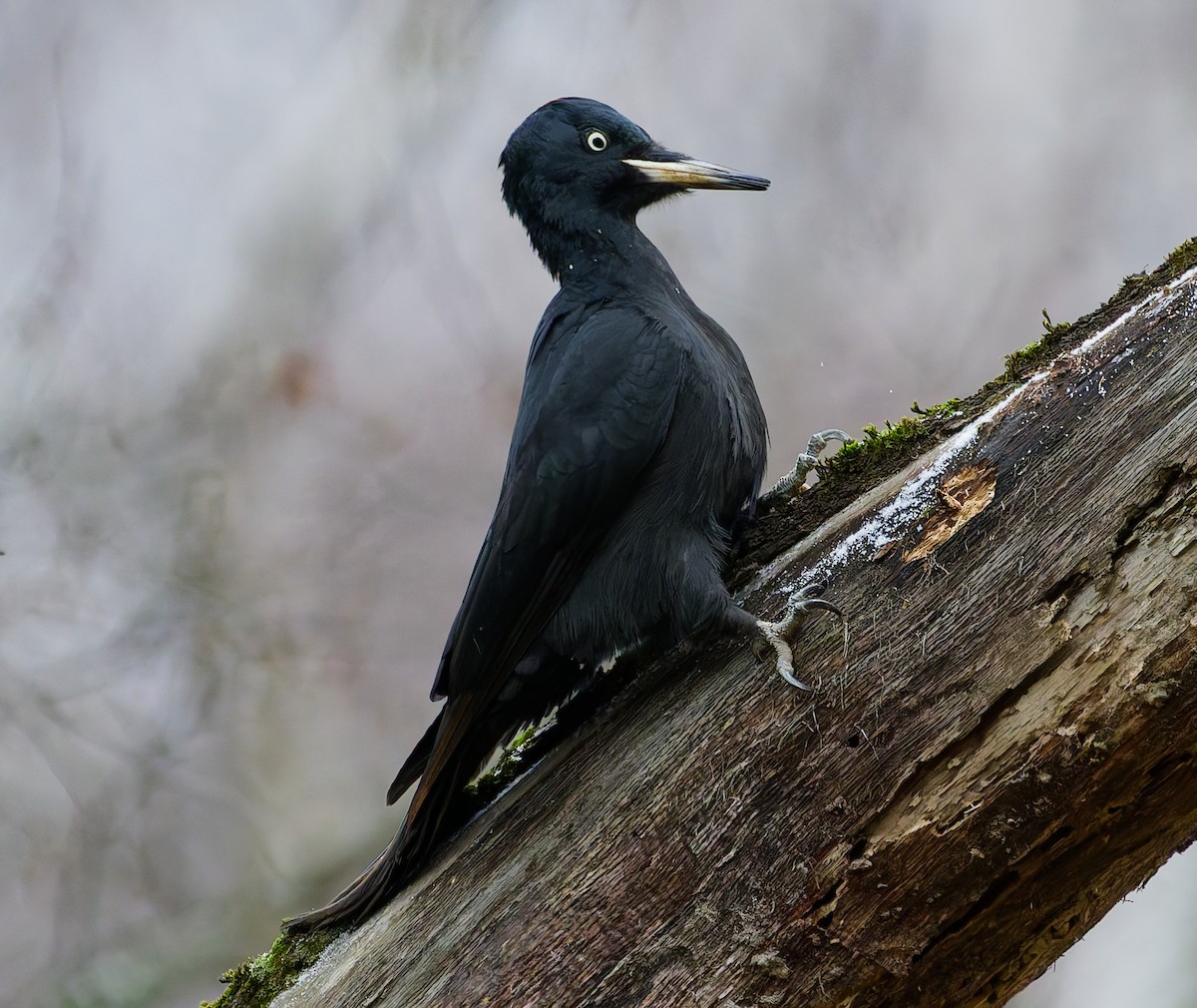 Black Woodpecker - ML646344807
