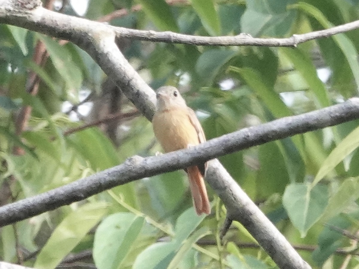 McConnell's Flycatcher - ML646344808