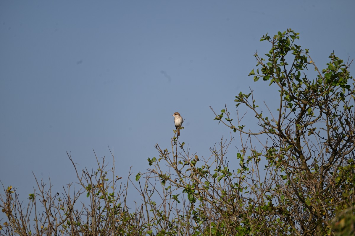 Isabellwürger - ML646344809