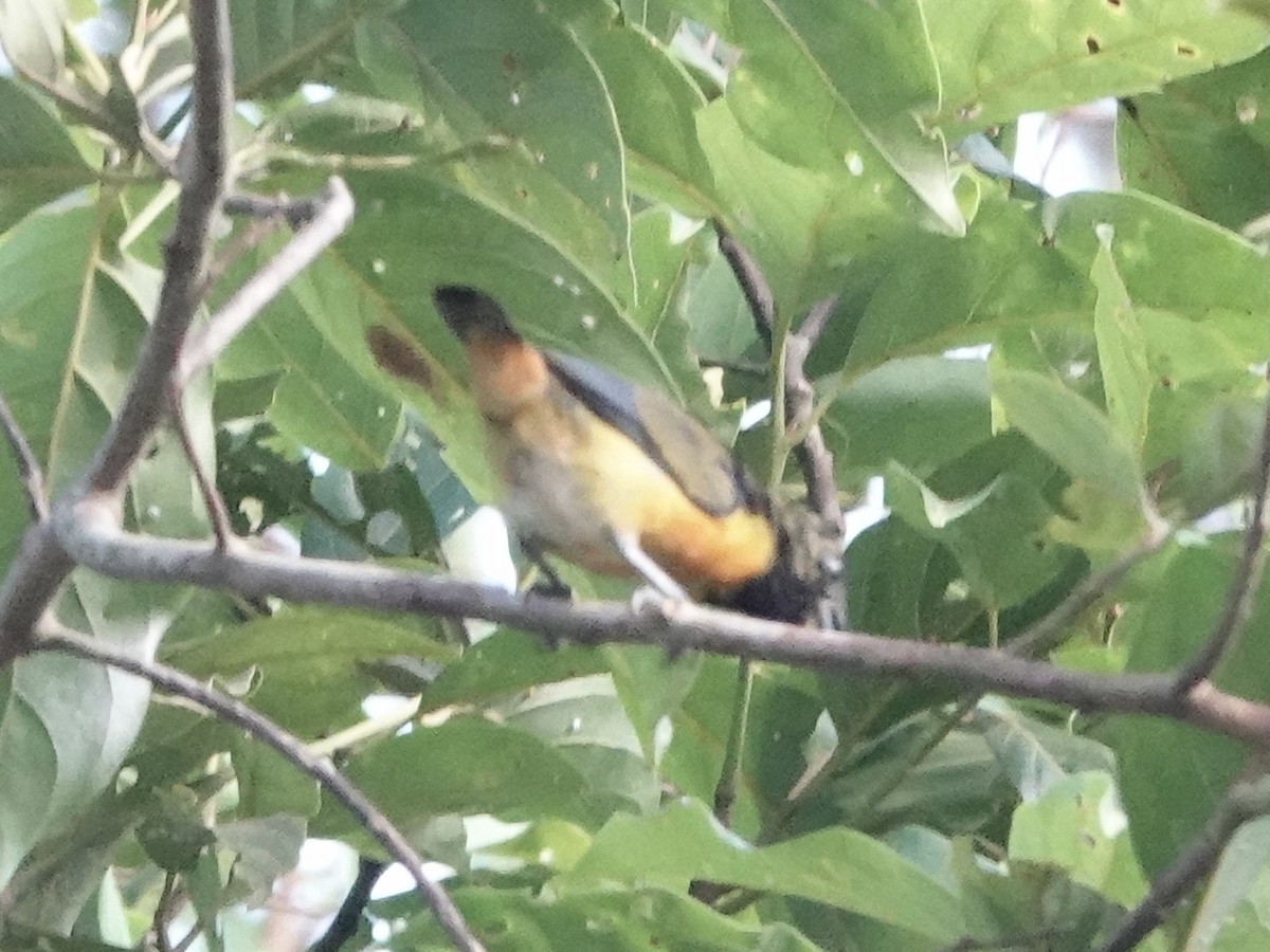 Rufous-bellied Euphonia - ML646344810