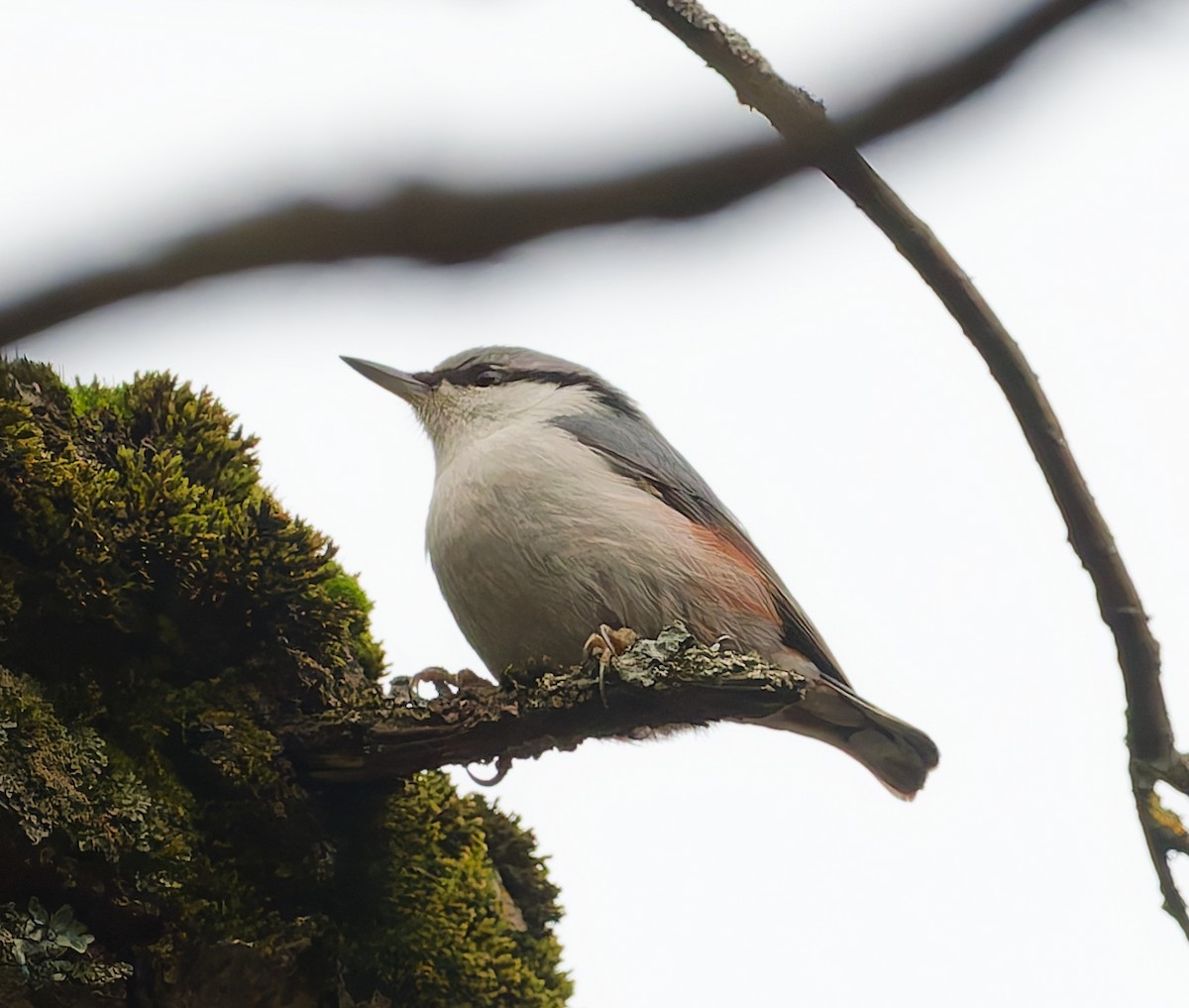 茶腹鳾 - ML646344813