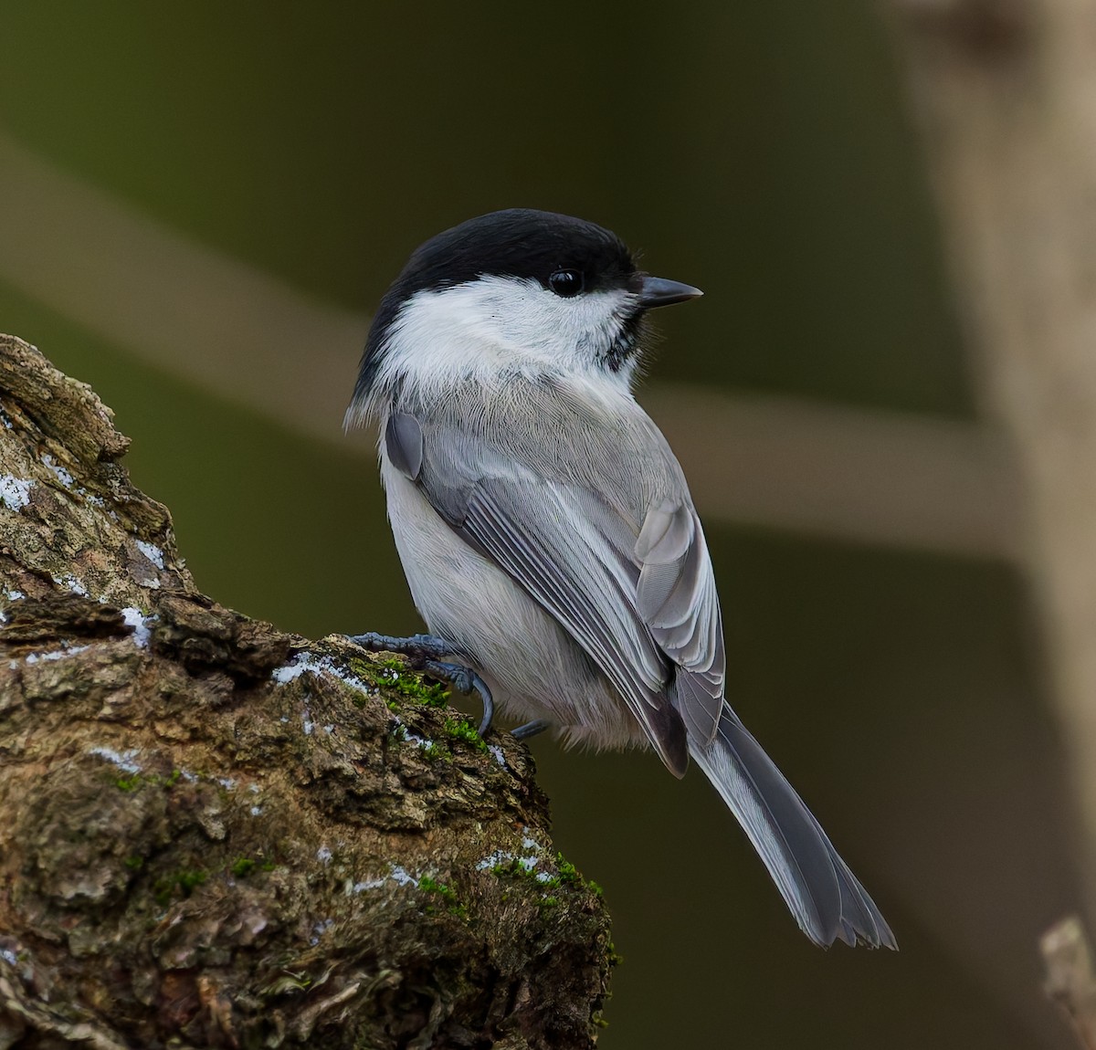 Mésange boréale - ML646344814