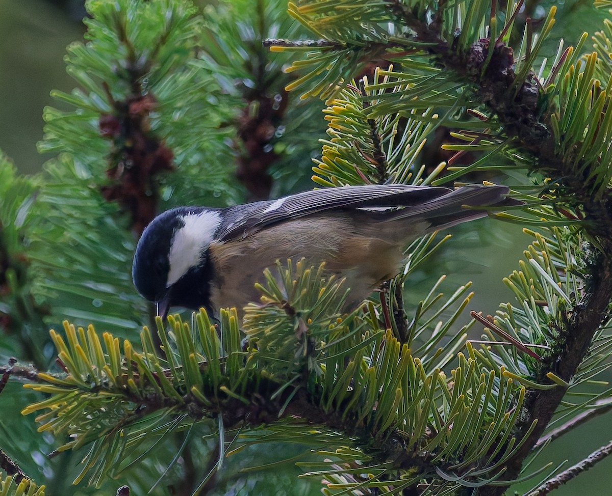 煤山雀 - ML646344815