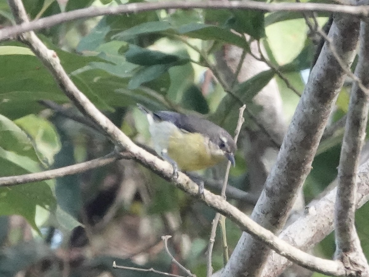 Bananaquit - ML646344816