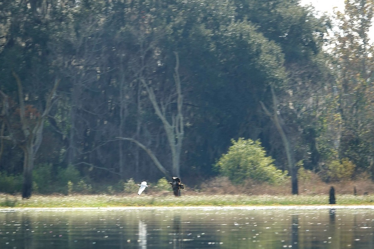 Bald Eagle - ML646344817