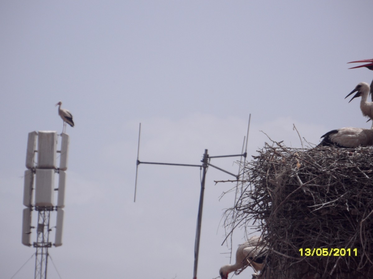 White Stork - ML646344818