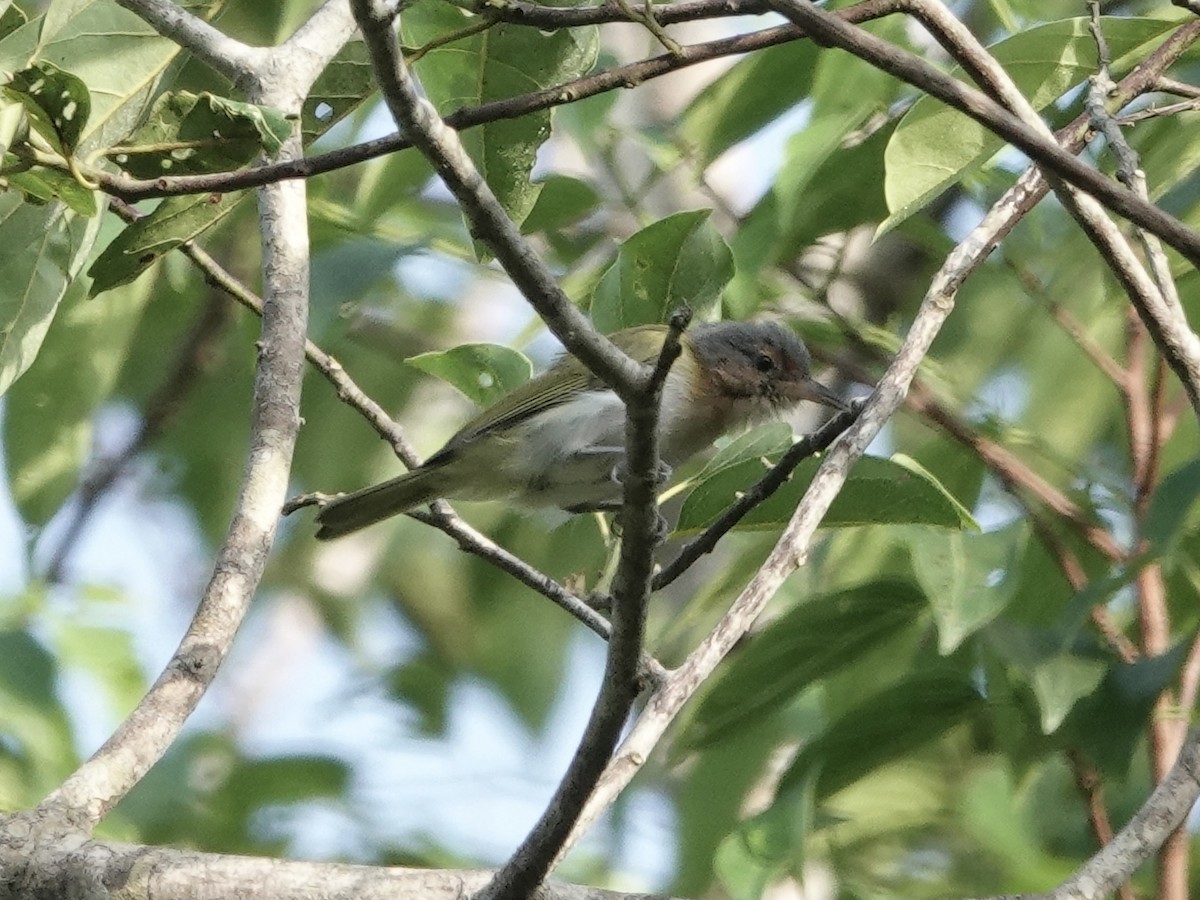 Dusky-capped Greenlet - ML646344820