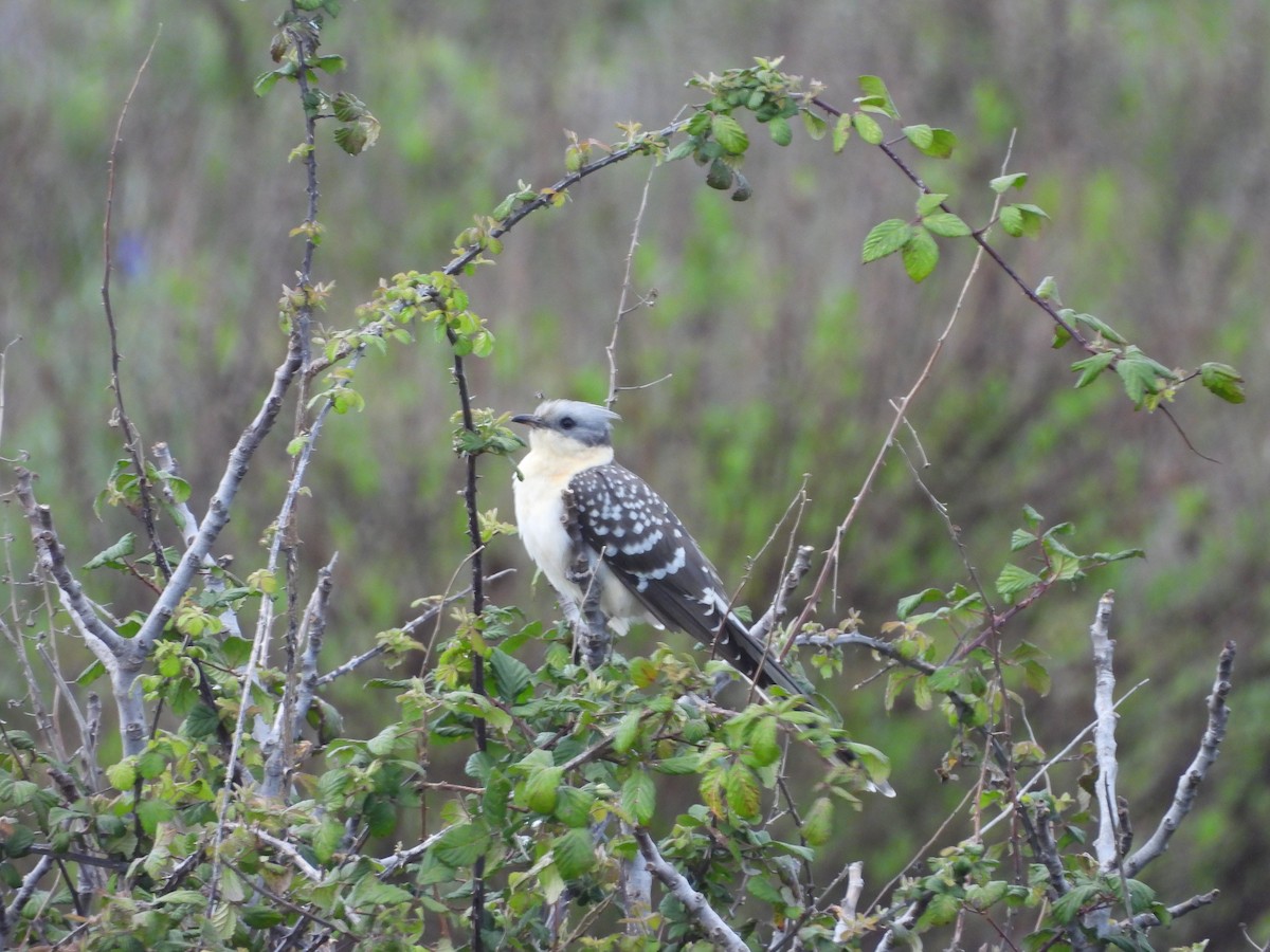 Great Spotted Cuckoo - ML646344824