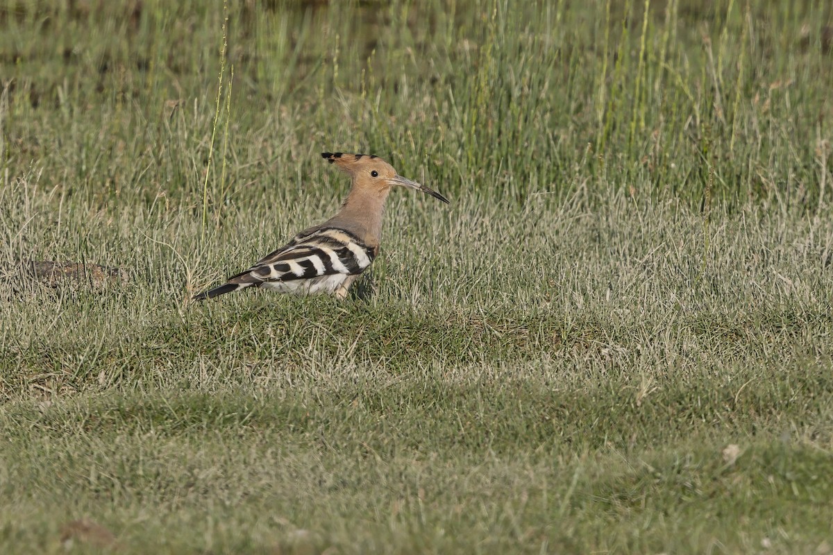 Одуд євразійський - ML646344825