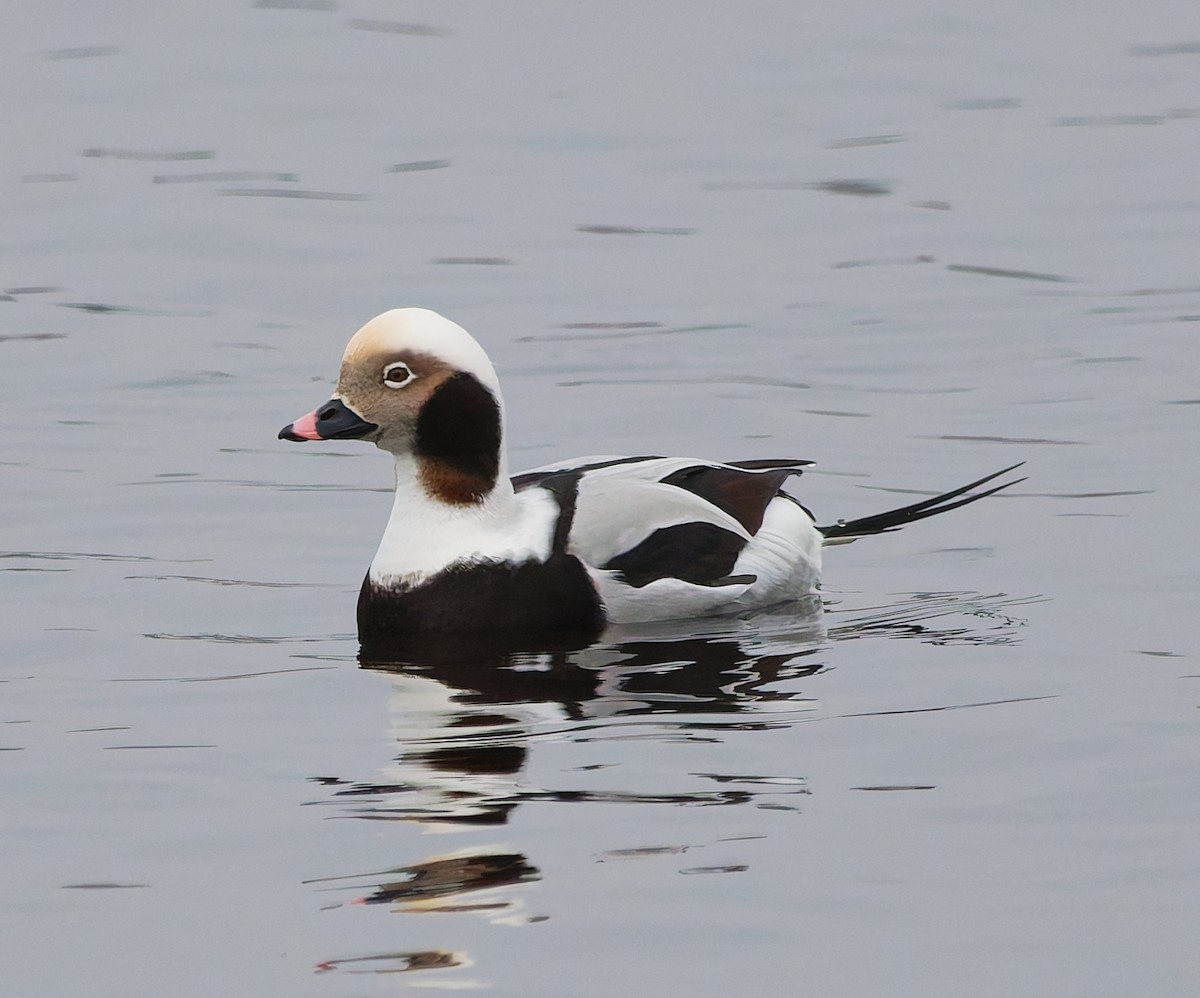 長尾鴨 - ML646344826