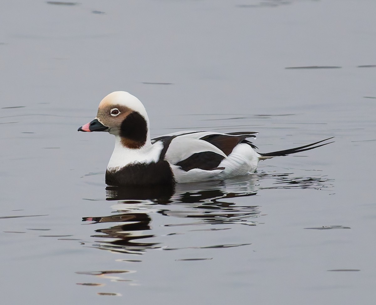 長尾鴨 - ML646344827