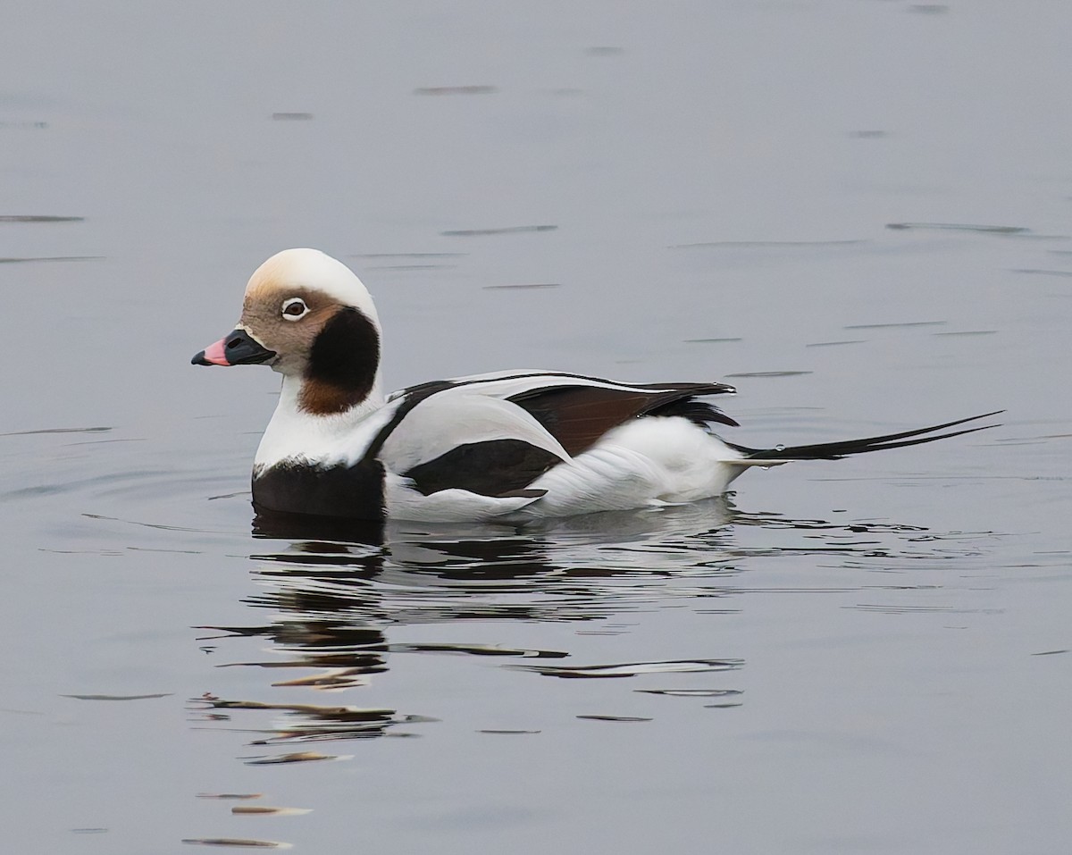 長尾鴨 - ML646344828