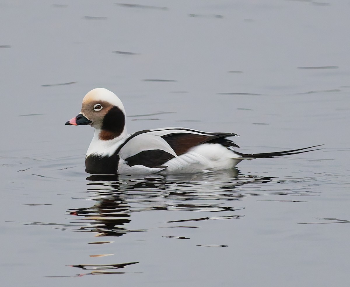 Морянка - ML646344829