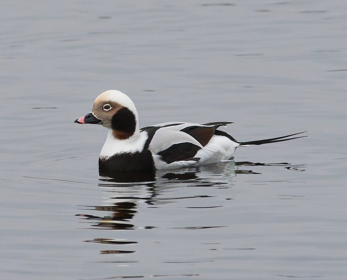 長尾鴨 - ML646344830