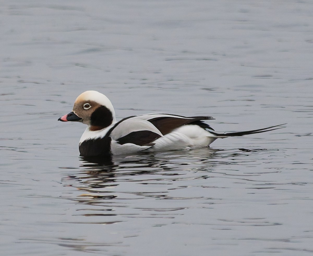 Морянка - ML646344831