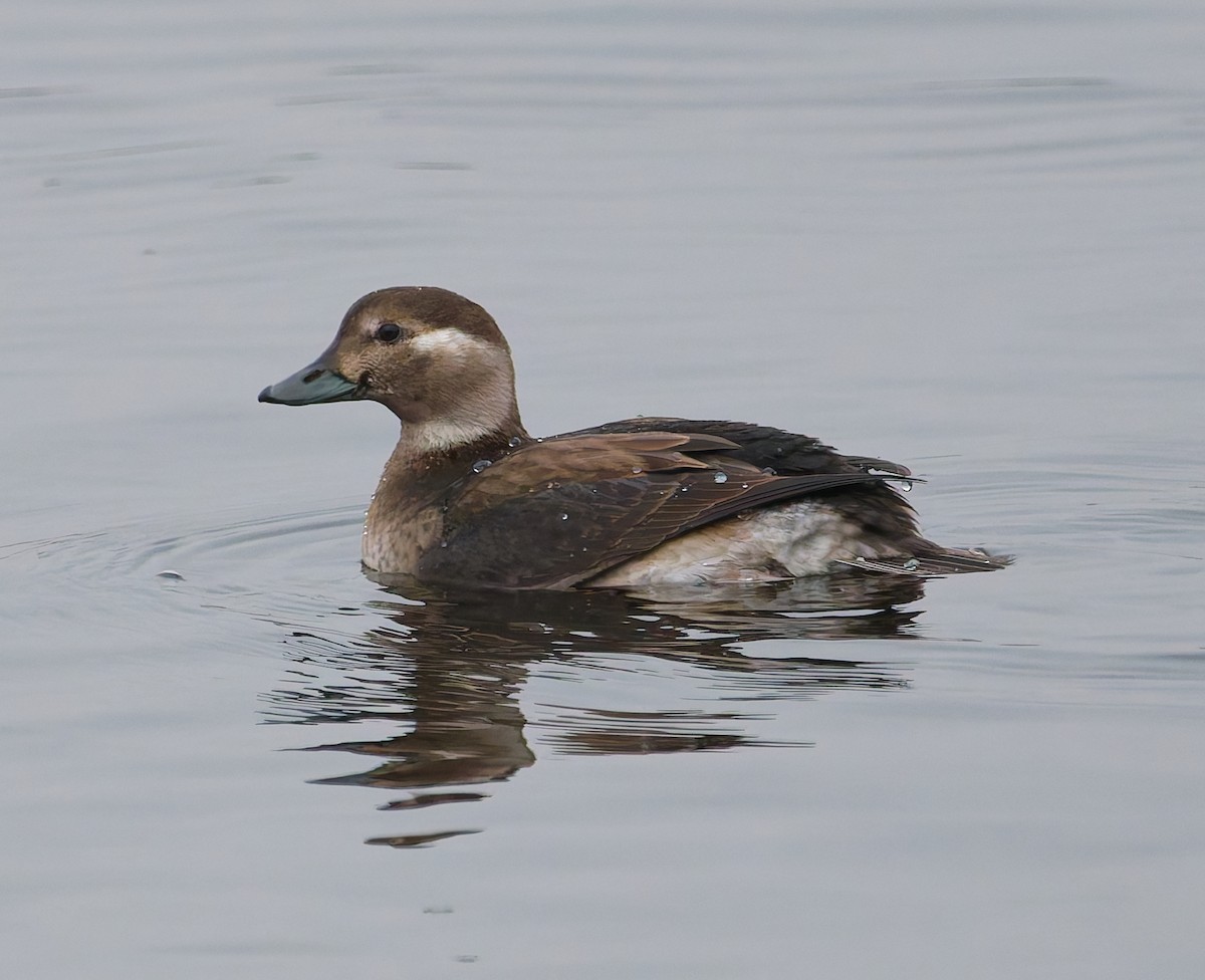 Морянка - ML646344832