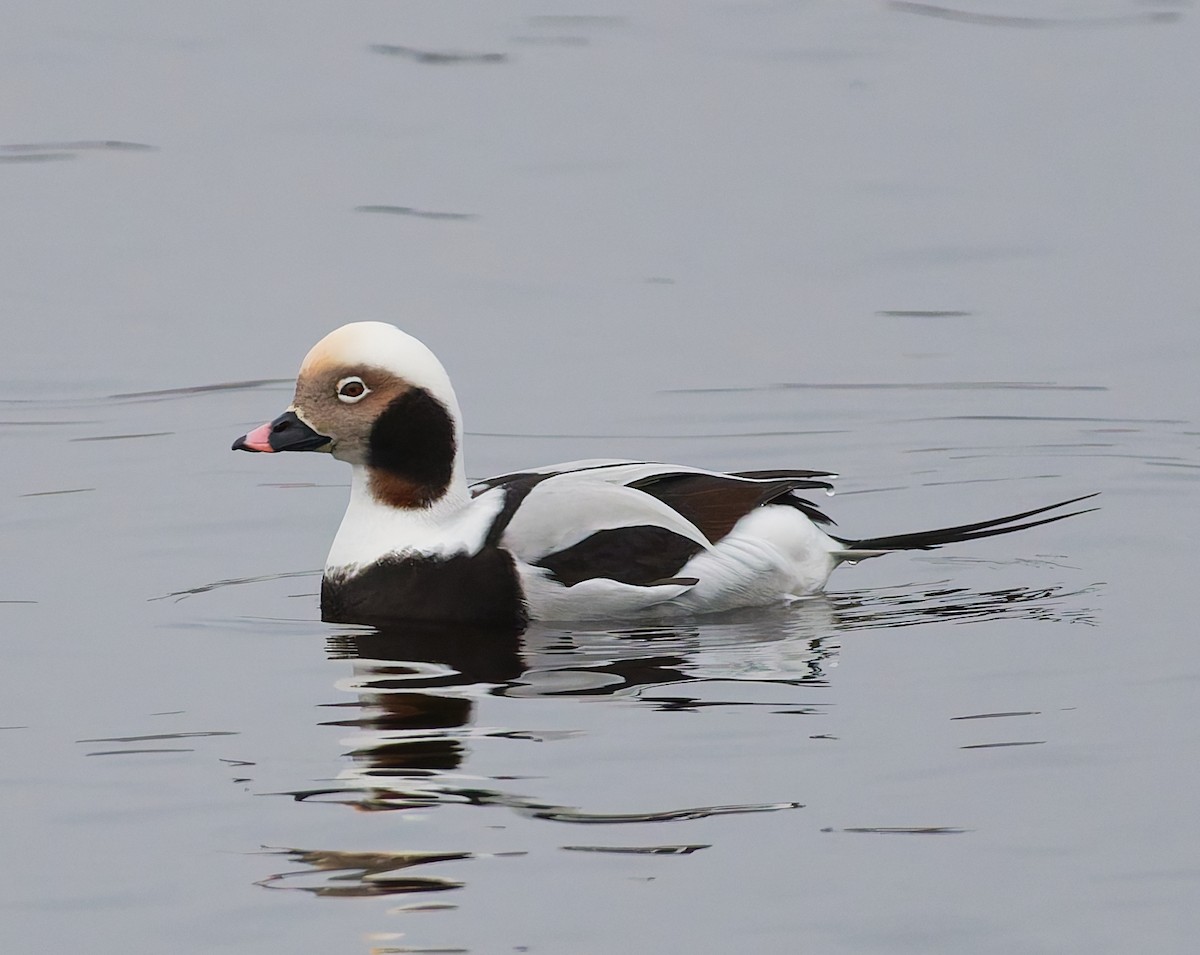 Морянка - ML646344833