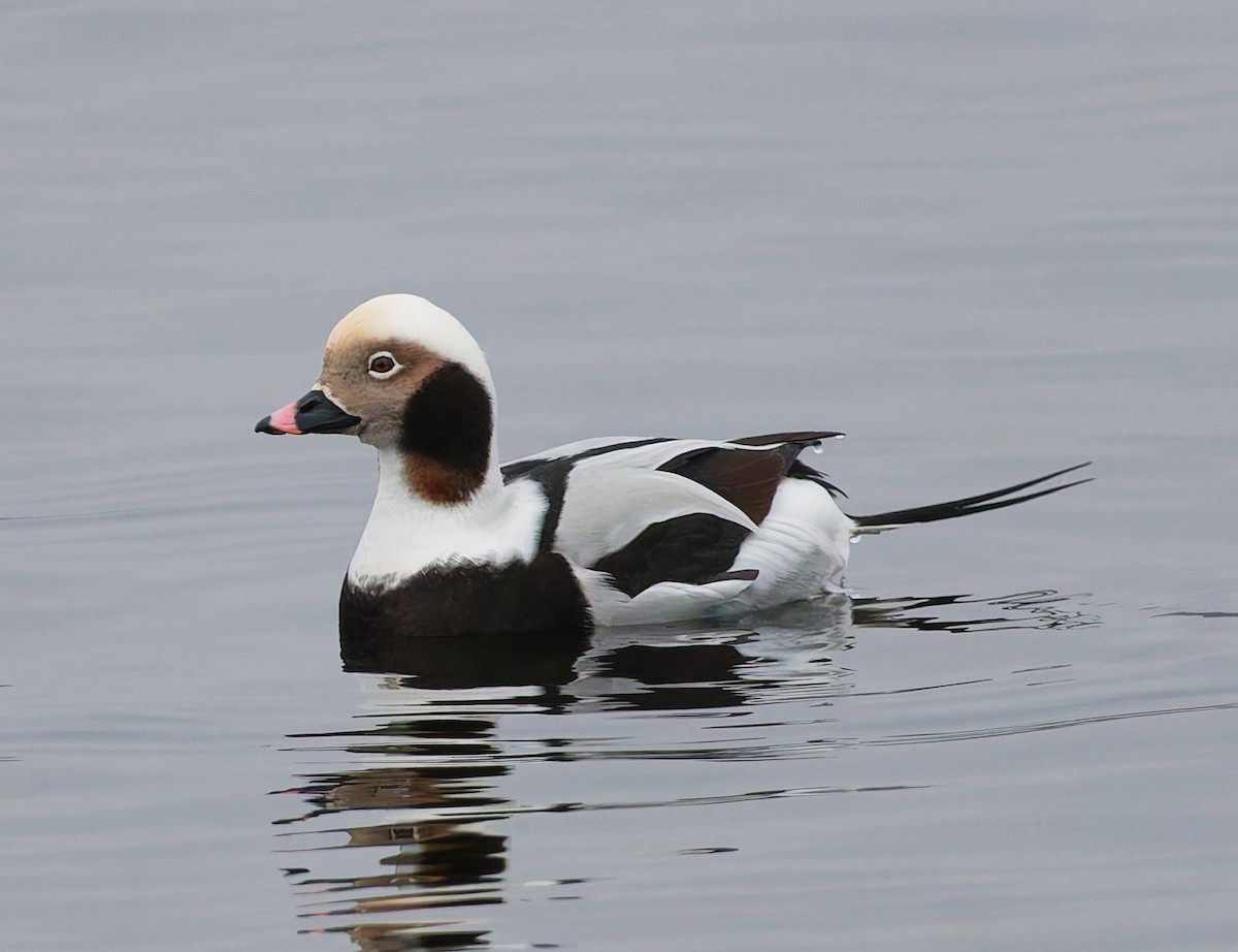 Морянка - ML646344834