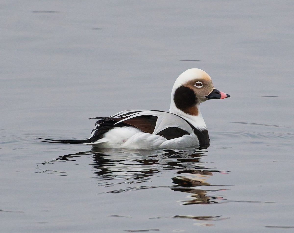 Морянка - ML646344835