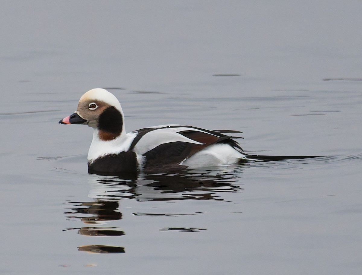 Морянка - ML646344836