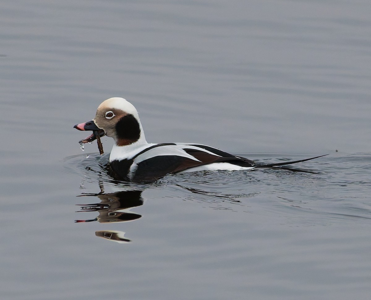 Морянка - ML646344837