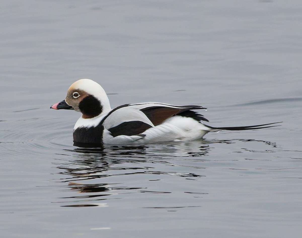 Морянка - ML646344838