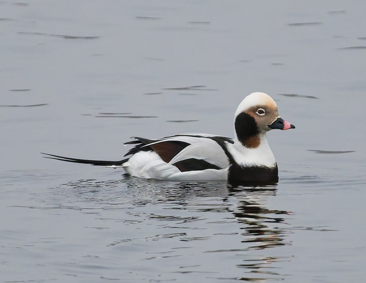 Морянка - ML646344839