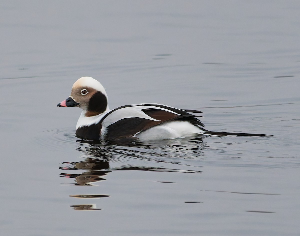 Морянка - ML646344840