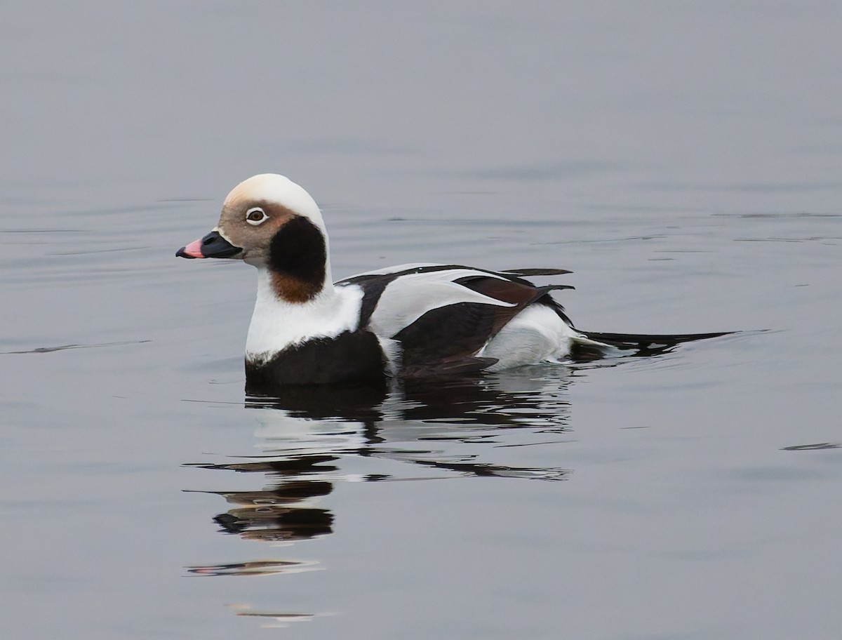 Морянка - ML646344841