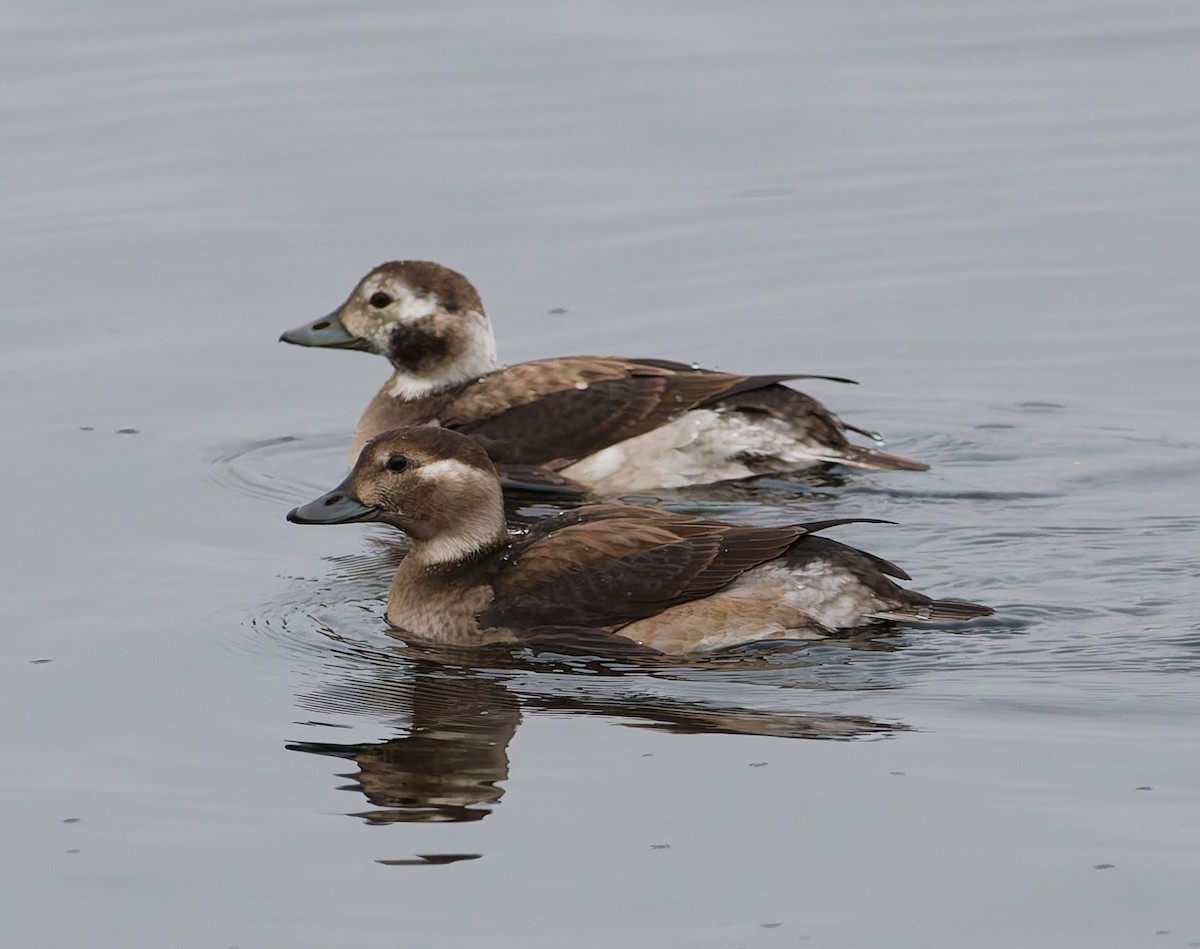 Морянка - ML646344842