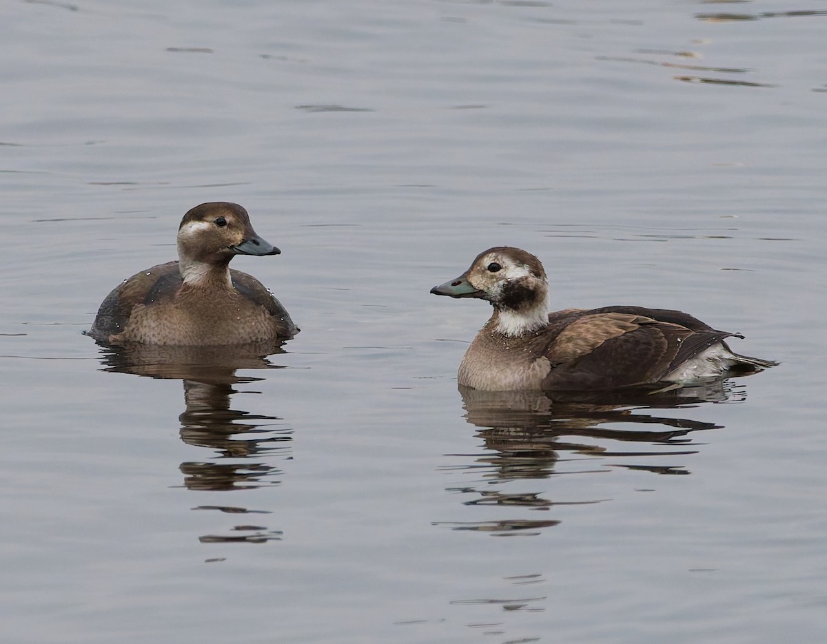 Морянка - ML646344843