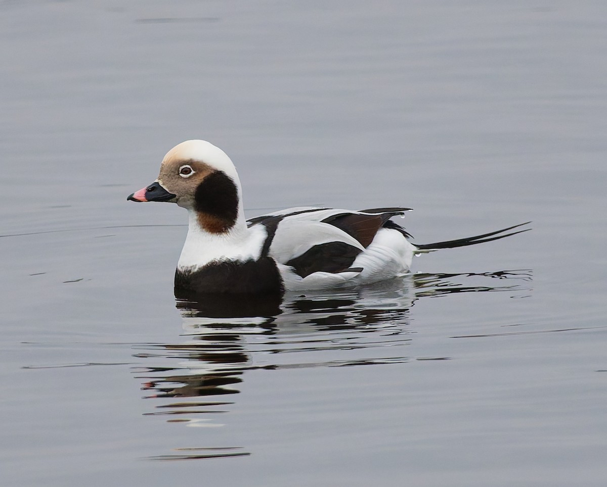 Морянка - ML646344844