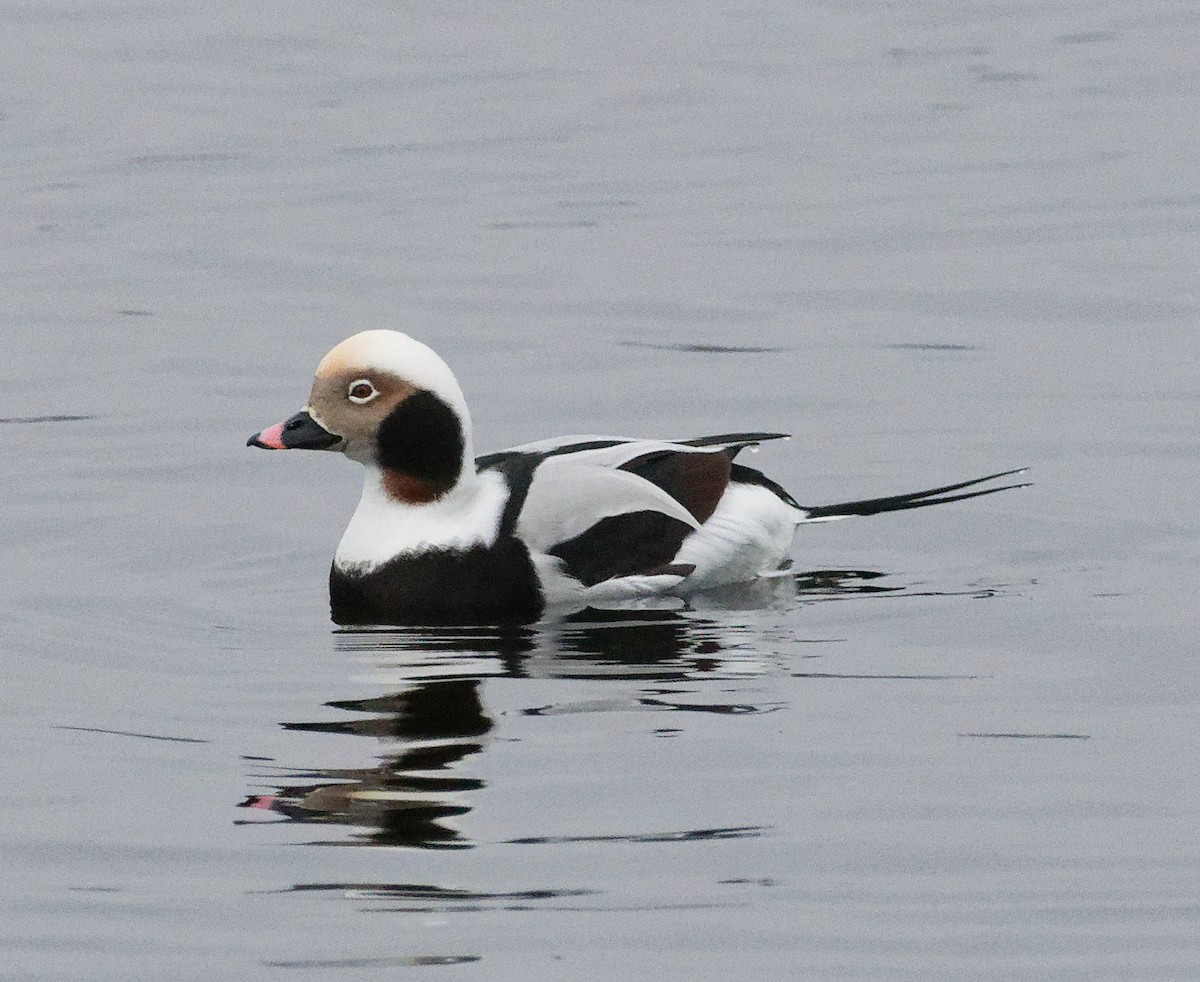 Морянка - ML646344845