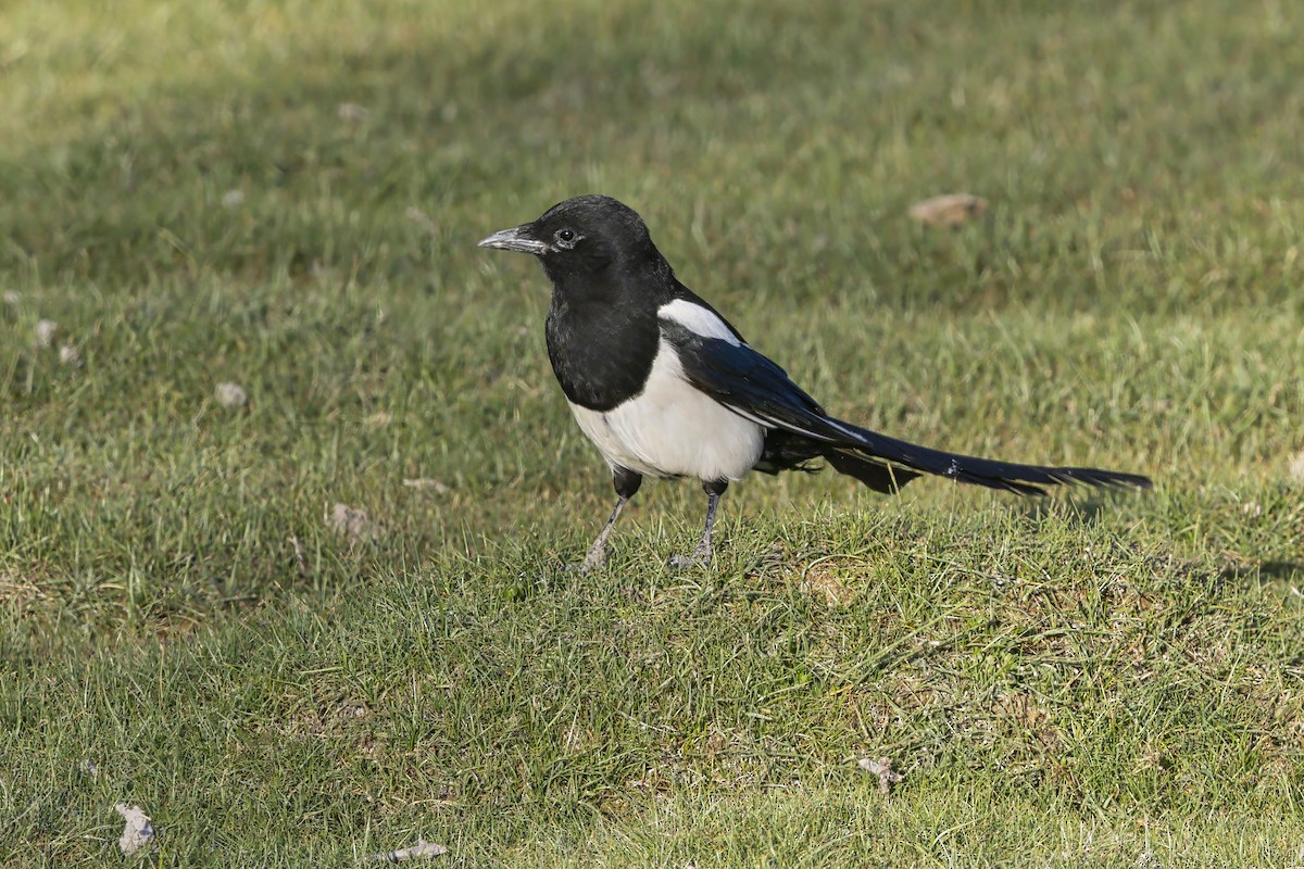 Сорока звичайна - ML646344853