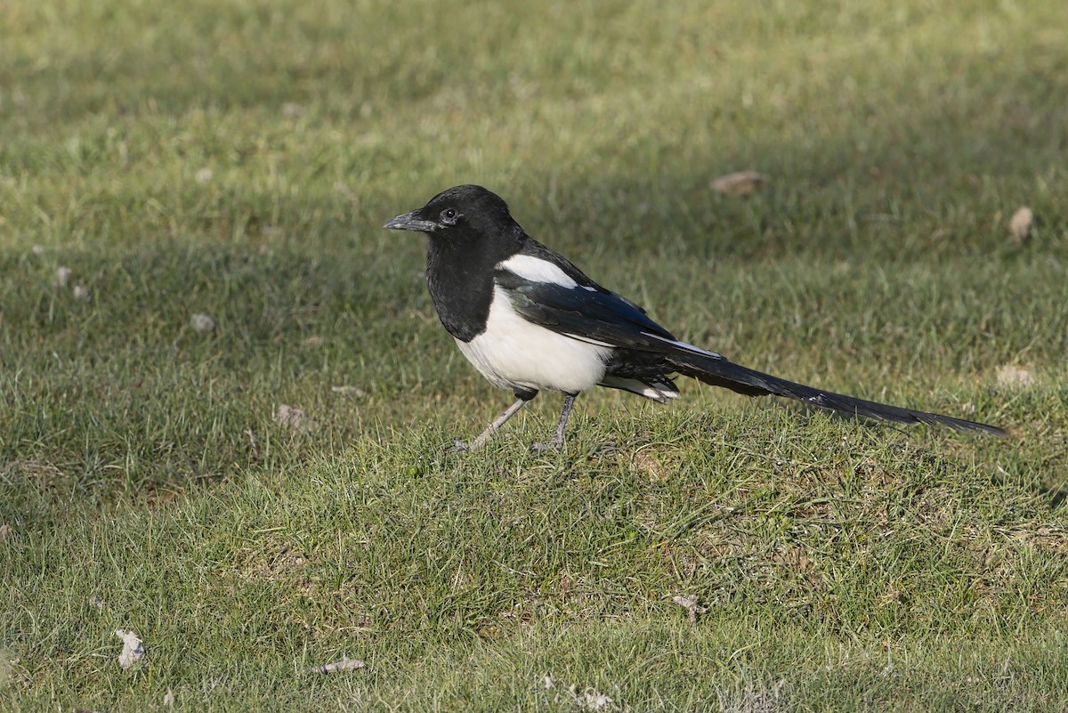 Сорока звичайна - ML646344854