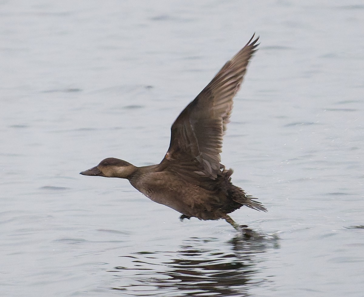 Синьга євразійська - ML646344855
