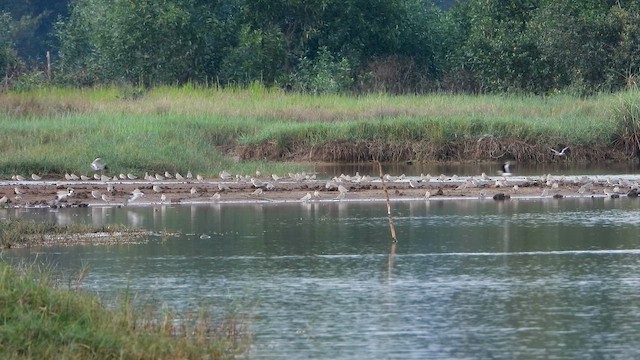 Small Pratincole - ML646344857
