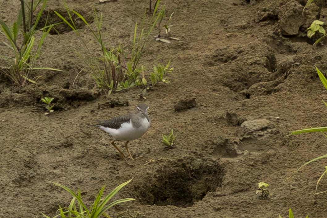 Набережник плямистий - ML646344866