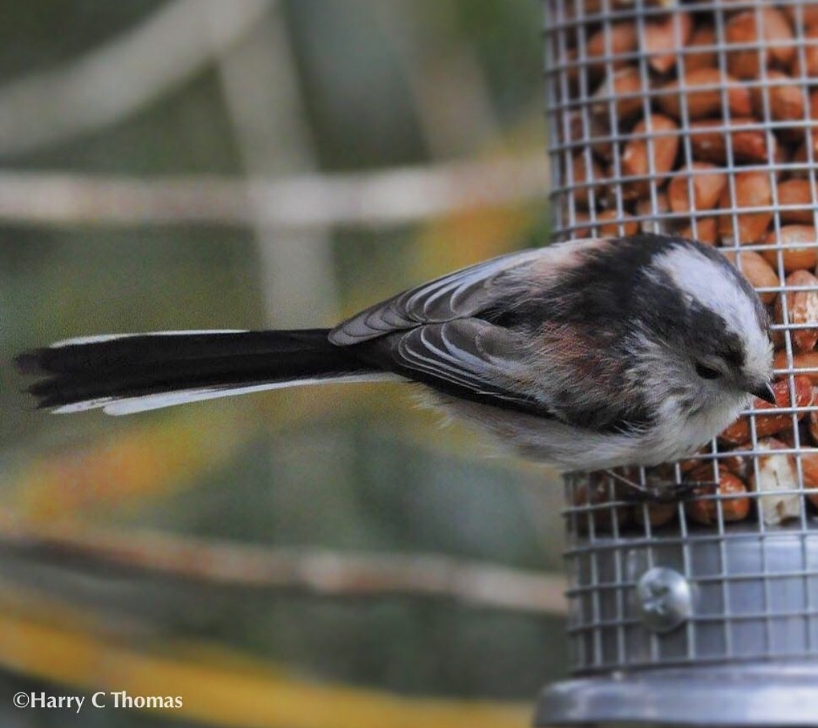 Синиця довгохвоста - ML646344867