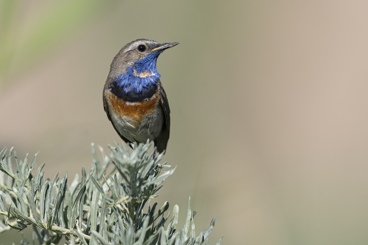 Pettazzurro - ML646344871