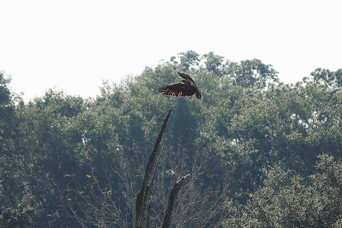 Орлан білоголовий - ML646344872