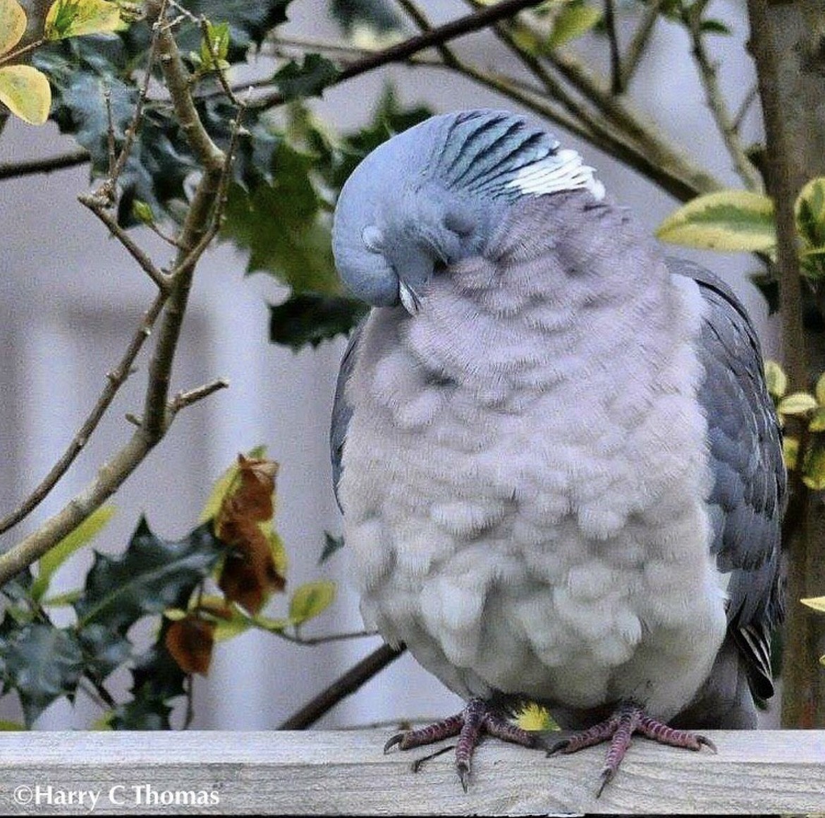 Припутень - ML646344873