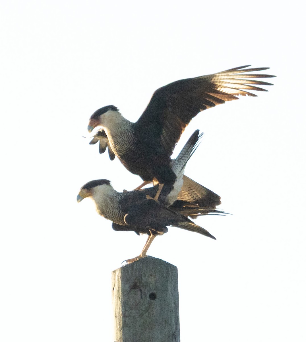 Каракара аргентинська - ML646344875