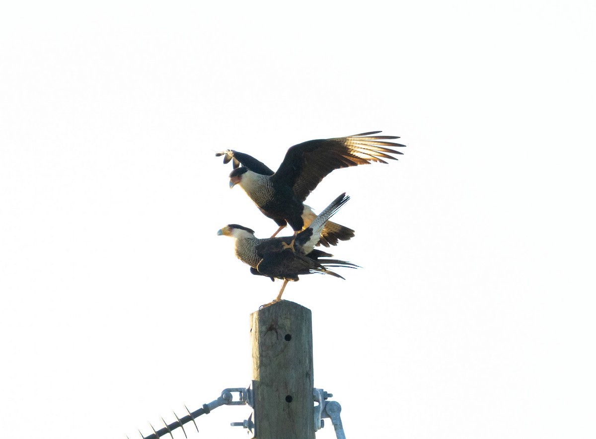 Каракара аргентинська - ML646344876